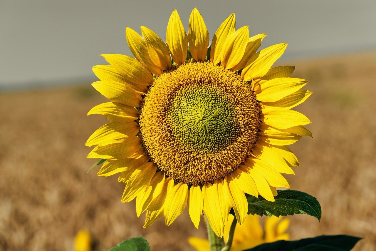 sunflower, flower wallpaper, flower background-8104736.jpg